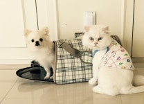 ♥몽♥ - 안내-애견미용실 몽