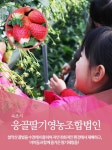 응골딸기영농조합법인-속초시응골딸기영농조합법인