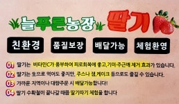 딸기농장 소개-이천딸기체험 늘푸른농장딸기