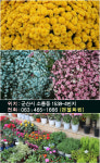 오시는길-소룡동꽃집 엔젤화원