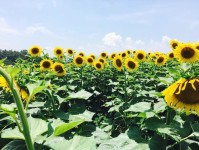 해바라기축제 강주마을에서 열려요~