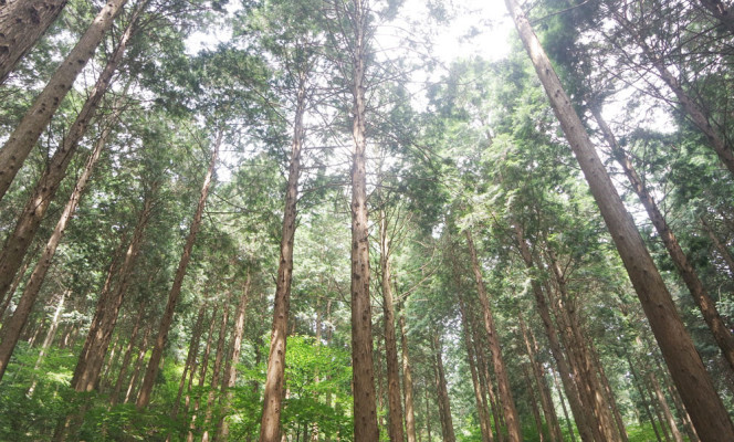 편백나무의 매력을 느낄 수 있는 장성 축령산 편백나무 숲에 다녀왔습니다:) | 포스트