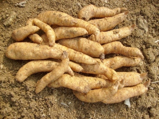 천마 이미지