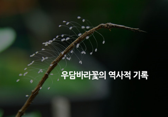 우담바라꽃과 꽃말 궁금한 이야기 | 포스트