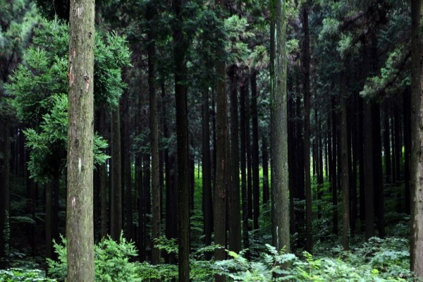 진한 숲 내음 가득 '축령산 편백나무 숲' | 포스트