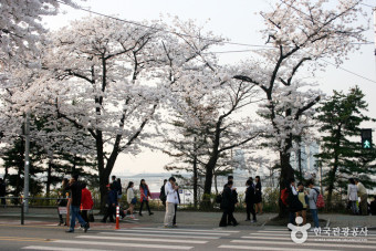 봄기운을 느낄 수 있는영등포여의도봄꽃축제