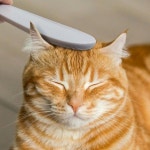 고양이 브러쉬 그루밍 털 빗 혓바닥 : 모모네마트로