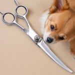 펫 셀프컷 애완동물 헤어컷 3종 가위 미용 : 이편한531