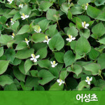 어성초진액(80ml 60포) : misan
