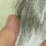 B589/핸드폰줄/얼짱펫/강아지/예쁜핸드폰줄/핸드폰고리/스마트폰고리/스마트폰줄/휴대폰줄/휴대폰고리 : 드림켓