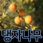 씨티농장/탱자나무묘목/탱자묘목/귤나무/약용수/유실수/과실수/정원수/조경수 농장나무묘목대방출-최고품질보장(탱자나무) : 씨티농원