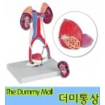 비뇨기계모형 (LA00229) : 의료기상사