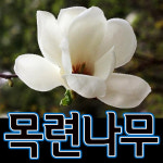 씨티농장/목련/목필/목련나무/목련묘목/관상수/조경수/정원수/약용수 농장묘목대방출-최고품질보장(목련) : 씨티농원