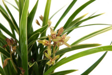 [당일수령] 황금 채홍_E467 - [전국꽃배달서비스] 동양란 승진 취임 영전 인사이동 개업 축하 화분 : 당일 전국꽃배달 99플라워