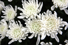 [당일수령] 고인의 명복을 빕니다 FB191 - 장례식장 꽃 국화 병원 근조5단 화환배달 : 당일 전국꽃배달 99플라워