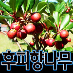 씨티농장/후피향나무/목향나무/후피향나무묘목/후피향포트/목향묘목... 정원수/관상수/울타리 농장나무묘목대방출-최고품질보장(후피향) : 씨티농원