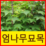 씨티농장/ 엄나무묘목/음나무묘목/포트/엄나무/음나무/약용수/엄나무실생 농장묘목대방출-최고품질보장(엄나무) : 씨티농원