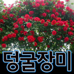 순희농장/덩굴장미묘목/넝쿨장미/흰줄장미/노랑장미 좋은 상품으로 보답하겠습니다.(덩굴장미) : 씨티농원