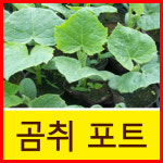 씨티농장/곰취모종/곰취포트10개/곰취/곰취모종판매/텃밭모종 농장묘목대방출-최고품질보장(곰취) : 씨티농원