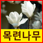 씨티농장/백목련묘목접목 4그루묶음/목필분/목련나무/목련묘목/관상수/조경수/정원수/약용수 농장묘목대방출-최고품질보장(목련) : 씨티농원