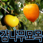 순희농장/유실수묘목10주/감나무묘목/단감(태추)/자두묘목/모과/석류 농장묘목대방출-최고품질보장(감나무) : 씨티농원