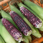 직접재배 현지네 옥수수 강원도 고랭지  흑찰옥수수 20개 : 현지네농원