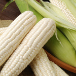 직접재배 현지네 옥수수 강원도 고랭지  미백찰옥수수 20개 : 현지네농원