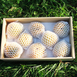 여섯시내고향 화성 맛이 깊은 유기농 배 열린농원 가정용 3k : 둘러앉은밥상