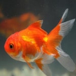 금붕어/초등학교관찰생물/BI : 오피스안