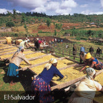 21.엘살바도르 팬시 500g : 로스터스빈