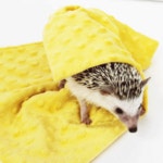 왕 극세사 이불 (가을,겨울철 필수품) : 도치퀸