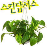 파란마을/스킨답서스나무/스킨답서스화분/공기정화식물/일산화탄소제거/실내조경/원예자재/실내화분 : 꽃집남자