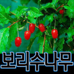(순희농장)왕보리수묘목/보리수나무묘목/보리수묘목 농장나무묘목대방출-최고품질보장(보리수) : 씨티농원