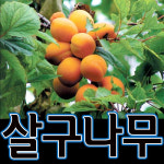 씨티농장/살구나무/산형3호/살구나무묘목/접목/왕살구나무/살구묘목/살구나무묘목/유실수/과실수 농장묘목대방출-최고품질보장(살구) : 씨티농원