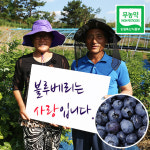 [ 농부산지직송  선물용] 금산 문수농원 이유식 국산 새콤달콤한 임산부 무농약블루베리생과/ 유기전환중 무농약인증블루베리/친환경블루베리...