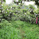  여섯시내고향 화성 열린농원 유기농 배 선물용 가정용 5k  원황 화산 신화 추황 신고 : 둘러앉은밥상