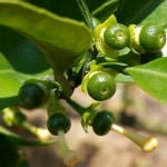 [노지감귤 판매] 제주도감귤농장 직송 귤10kg/ 조생귤/ 노지감귤 판매 : 제주용흥팜