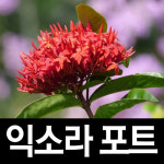 순희농장/익소라포트/익소라/꽃/화분/익소라화분 농장나무묘목대방출-최고품질보장(유실수포트) : 씨티농원