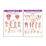 [TRPC] 3(TORSO) 4(EXTREMITIES) 2개1세트 : 의료기상사