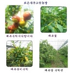 2019년 했기스 건대추(중)/1kg/(열과,못난이,예쁜기스) (KBS-6시내고향) : 보은대추고을농장