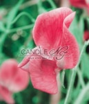 스윗피 : CandleNJ