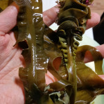 25년산 진도 청등도돌미역 자연산돌미역 : 진도짱이네