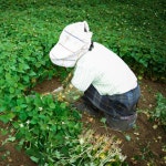 다산 어성초 비누세트 (3개입-1박스) - 유기농 인증 어성초 성분 함유 : 다산어성초