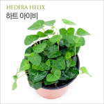 하트 아이비 (Hedera Helix) : 아쿠아마켓