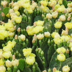 천년초모종 황금곡간 : 황금곡간