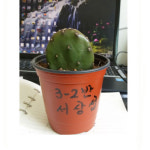 천년초 모종3주 : 황금곡간