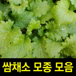 순희농장/쌈채소모종7개/상추모종/치커리/양상추/당귀 (쌈채소모종) : 씨티농원