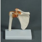 어깨관절모형 (my-11209-1) / 인체모형 수입전문 : 주식회사 명문의료기