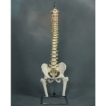 척추모형 Flexible (my-11105-2) / 인체모형 수입전문 : 주식회사 명문의료기