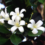 미드나잇 쟈스민 50ml YC Type  프래그런스오일 캔들 디퓨저 석고방향제 만들기 : 드 그라쎄